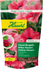 Hauert Billes Floraison